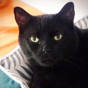 !SOS Problèmes urinaires!Boubouille – Mâle, né le 24/5/2017