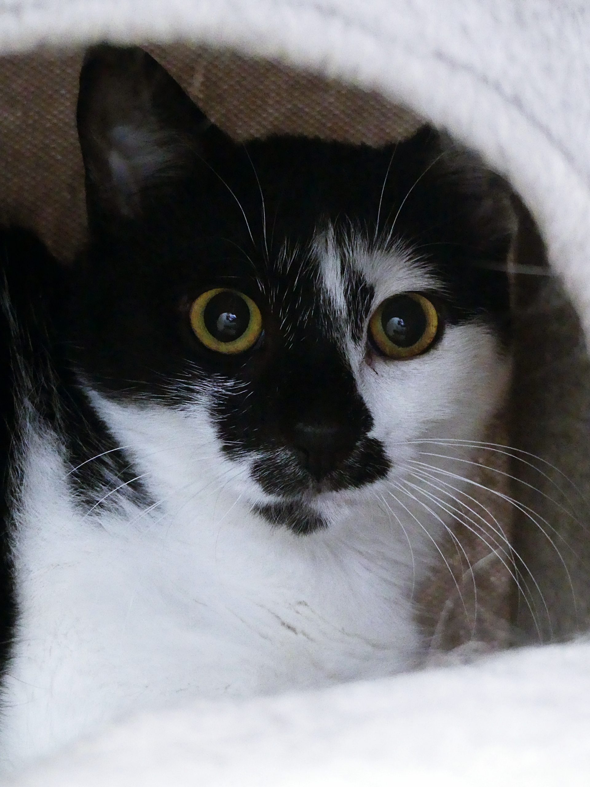 Lola – Femelle, née le 01/05/25