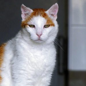 !SOS Sénior et FIV+! Ross – Mâle, né le 1/5/2014