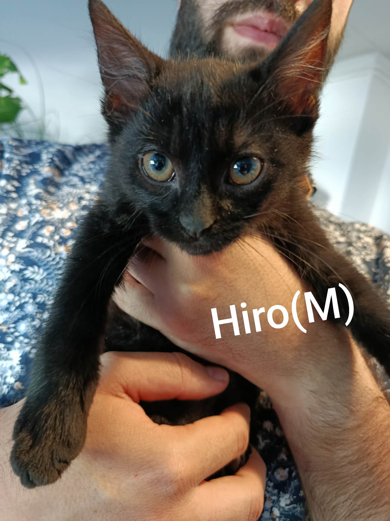 Hiro