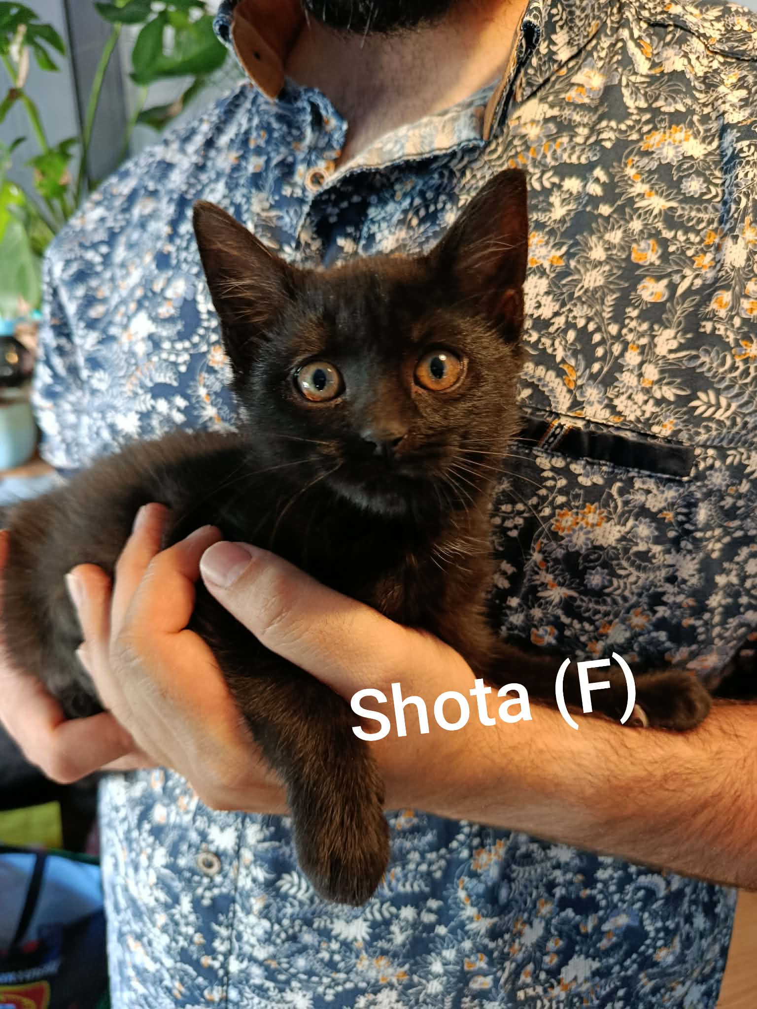 Shota