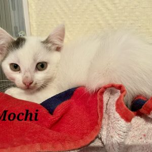 Mochi