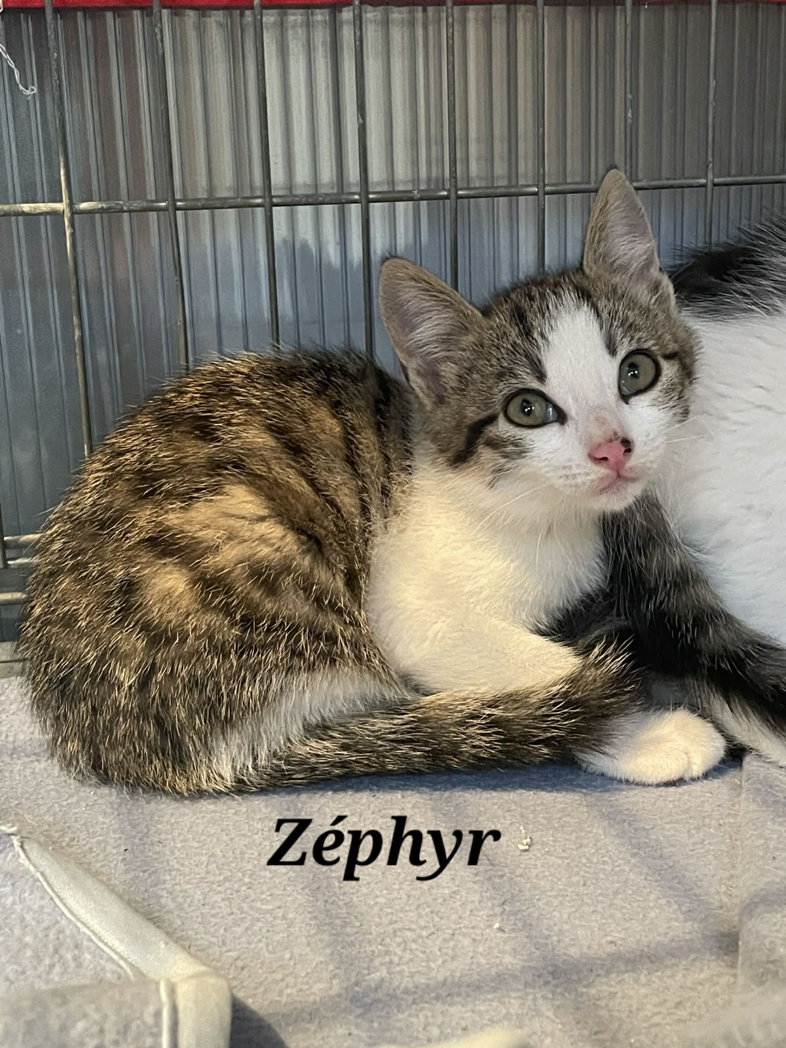 Zephir
