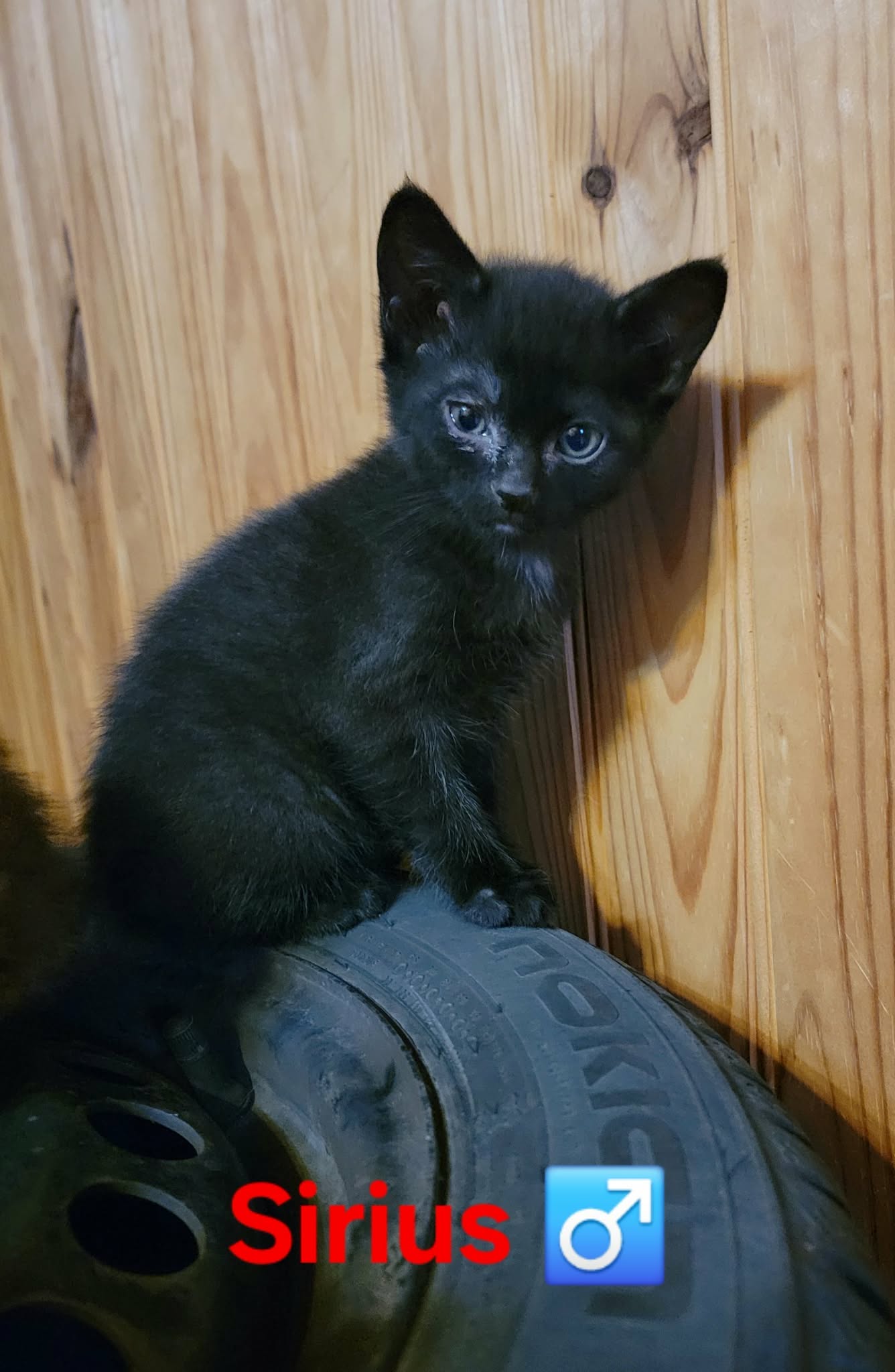 Sirius