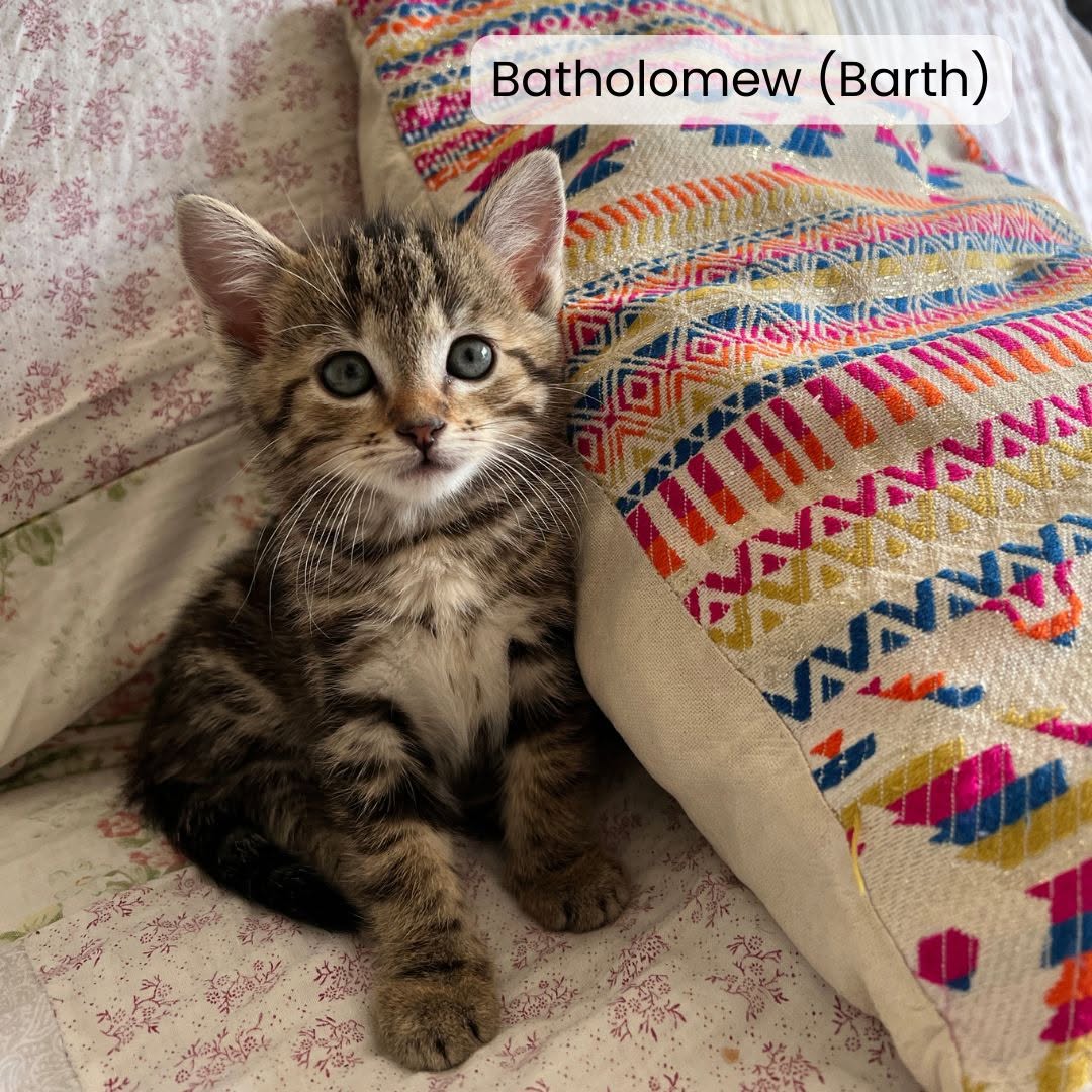 Bartholomew(Barth)
