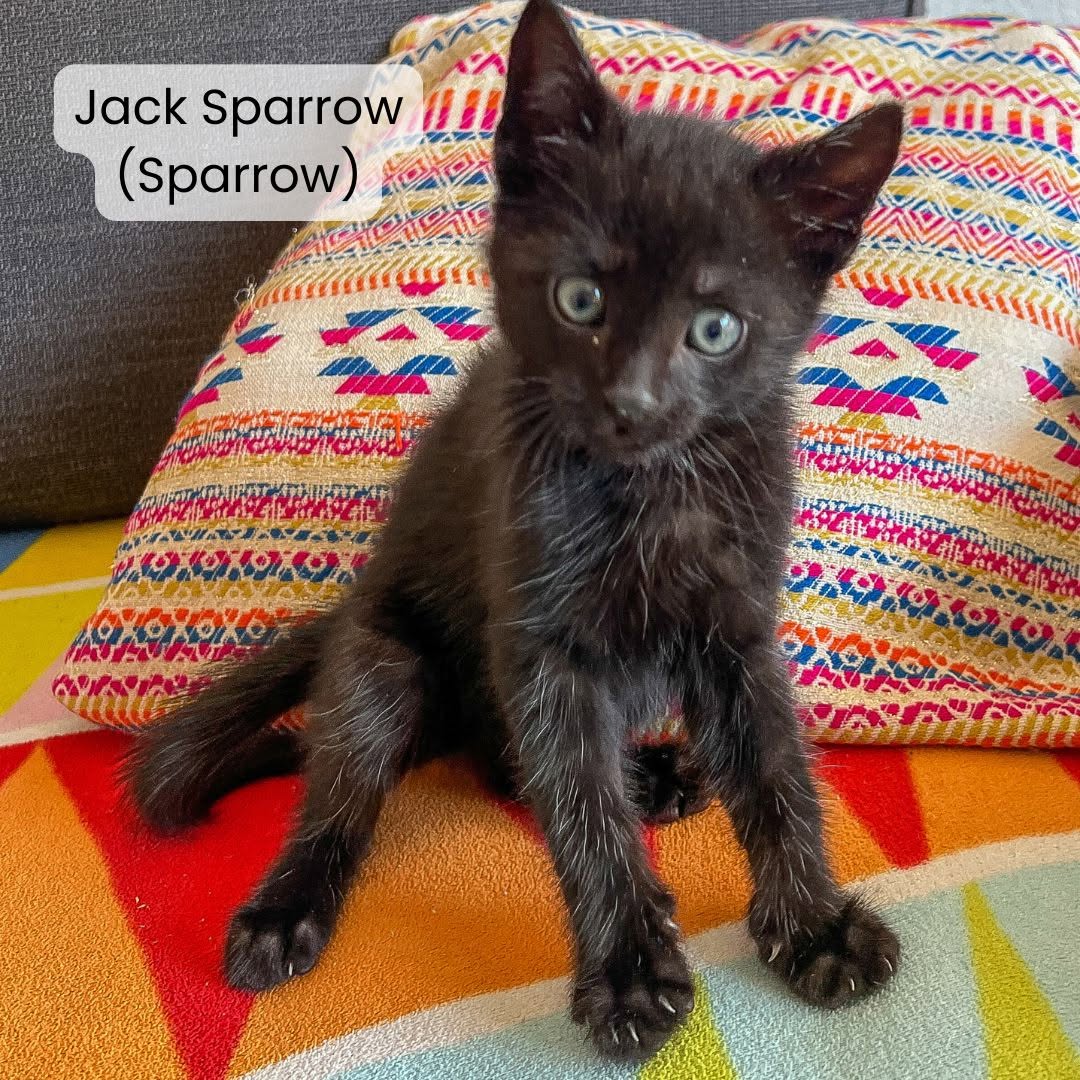 Jack Sparow(Sparow)