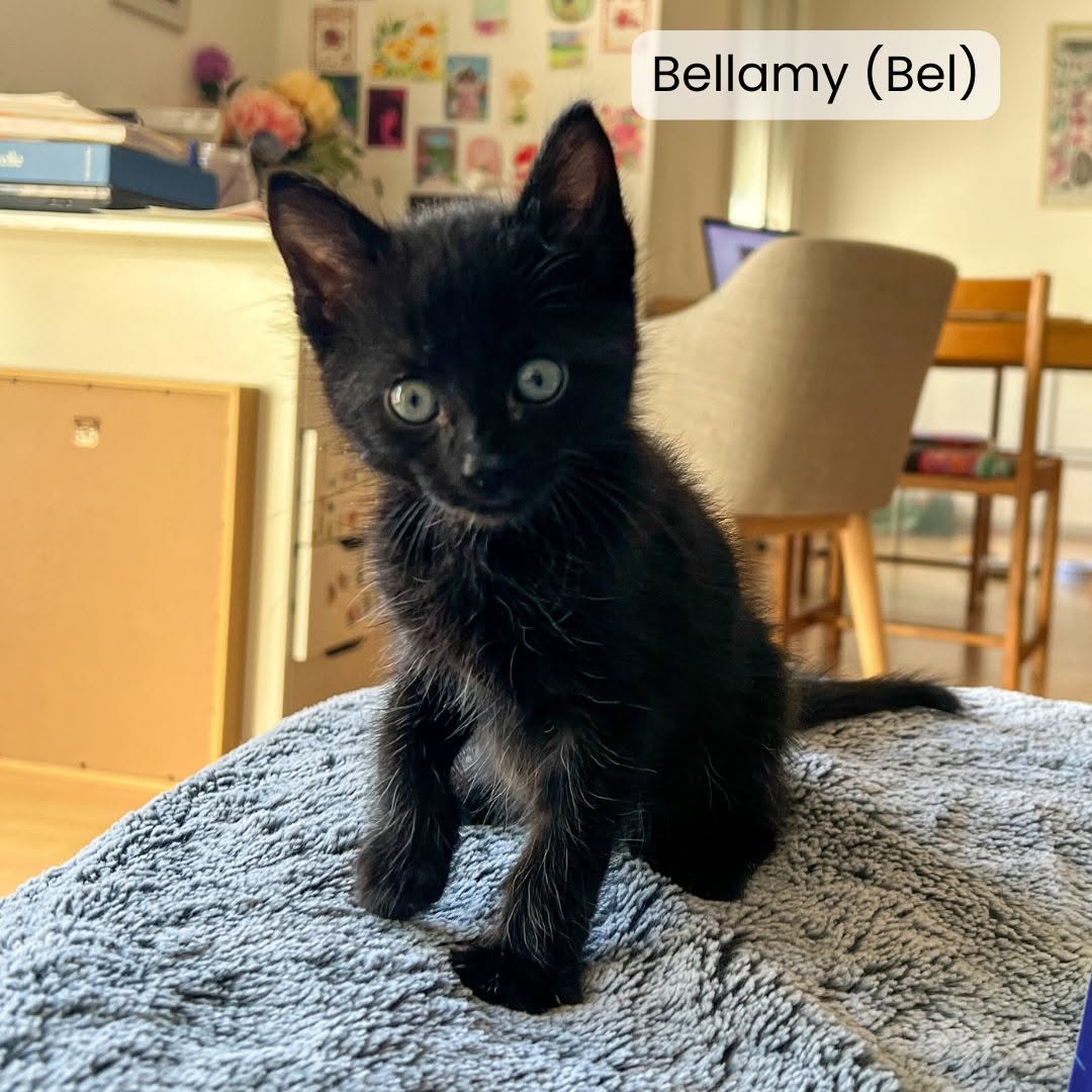 Bellamy(Bel)