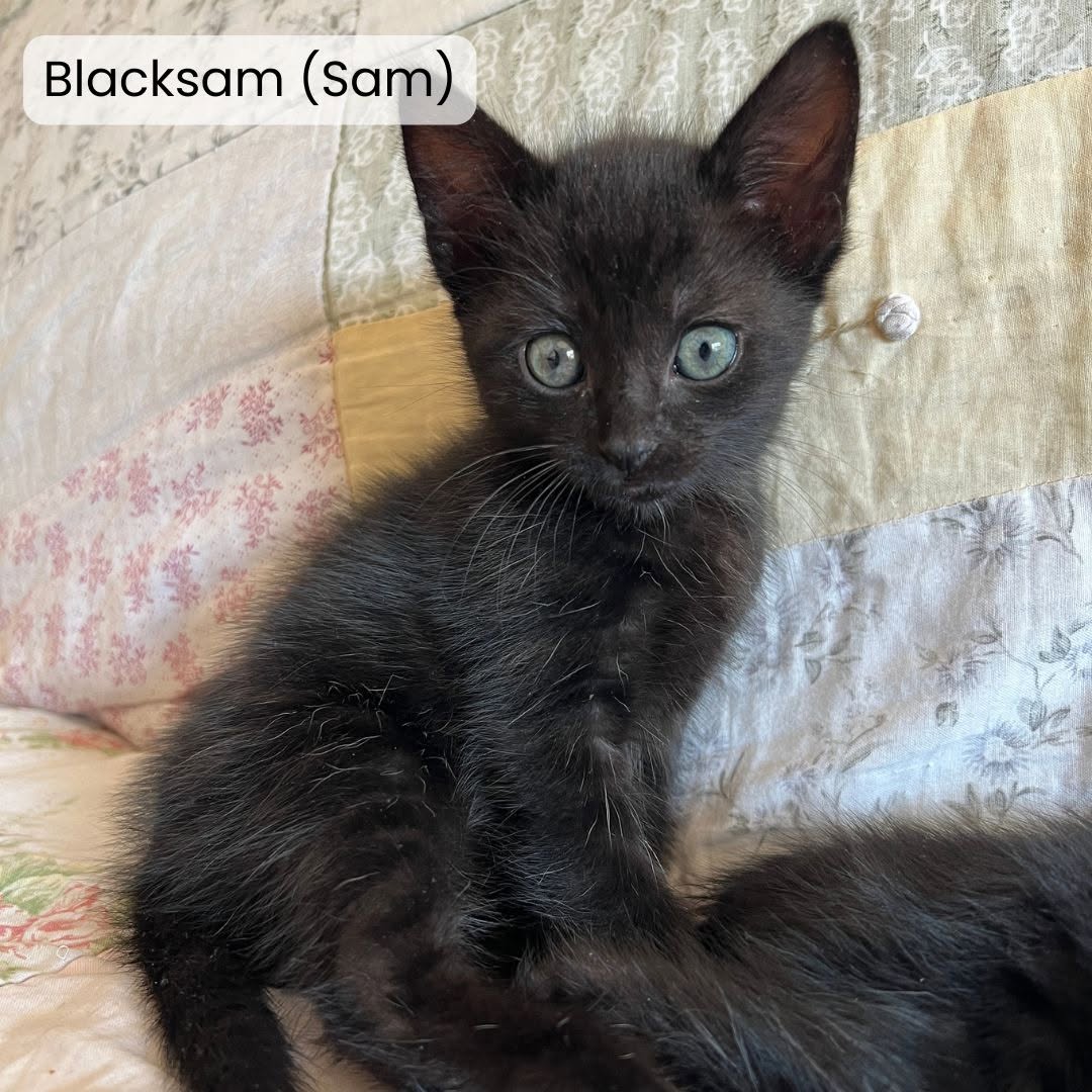Blacksam(Sam)