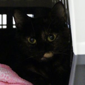 Kira – Femelle, née le 01/05/25