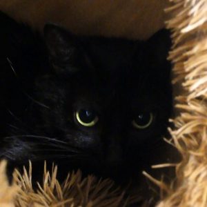 Clio – Femelle, née le 01/06/25