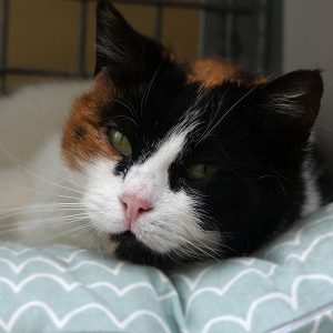 Trico 2 – Femelle, née le 25/07/18