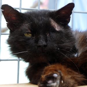 !SOS FIV+! Nox – Mâle, né le 01/04/20