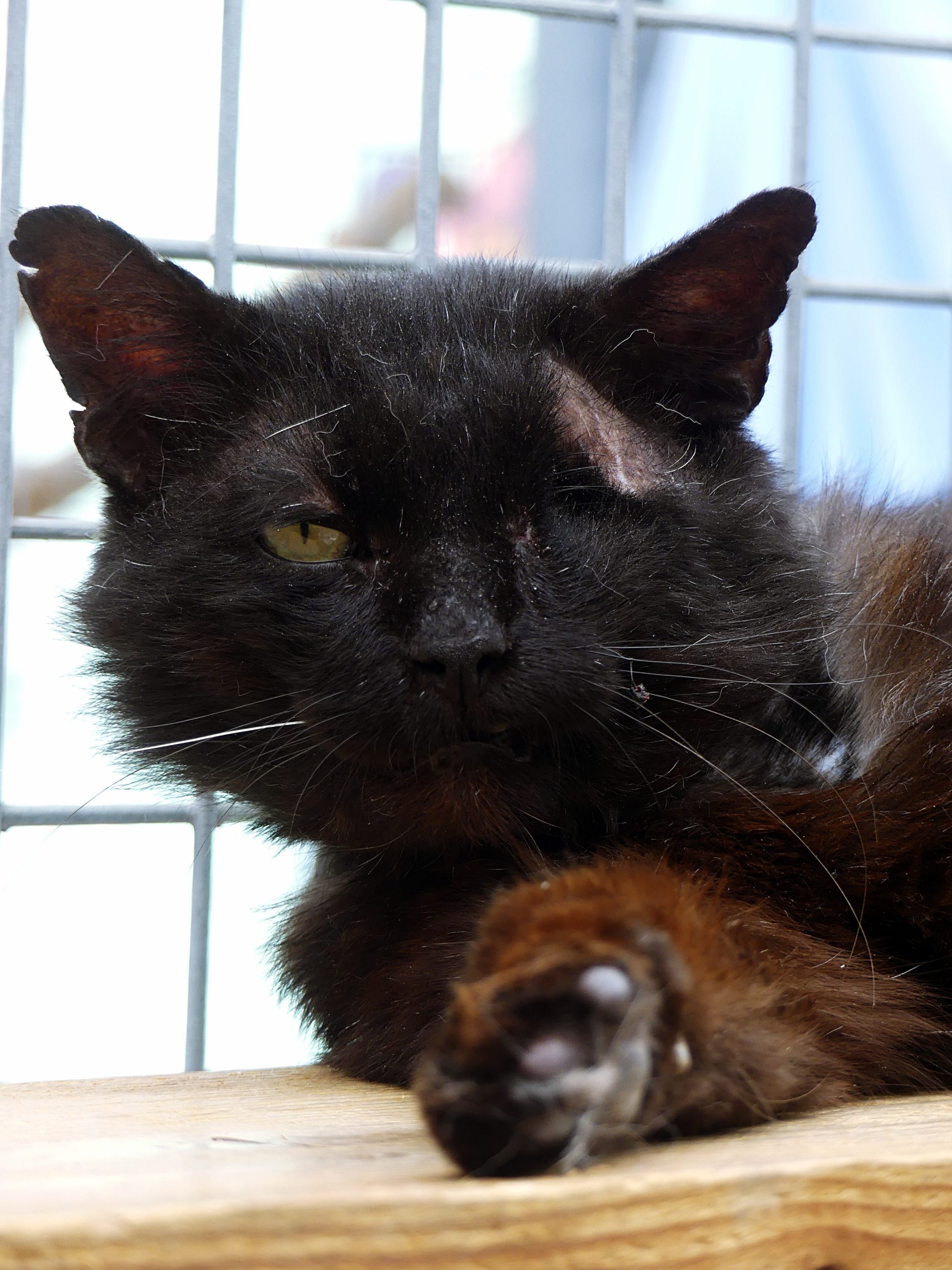 !SOS FIV+! Nox – Mâle, né le 01/04/20
