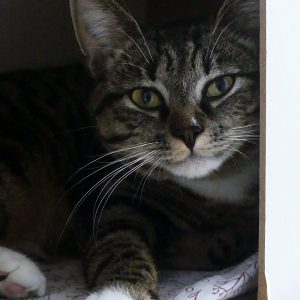 Betty – Femelle, née le 1/4/2025