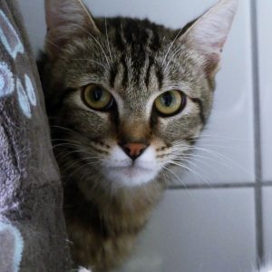 Nounours – Mâle, né le 01/07/25