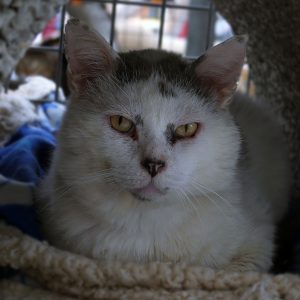 !SOS FIV+! Ralph – Mâle, né le 01/05/2020