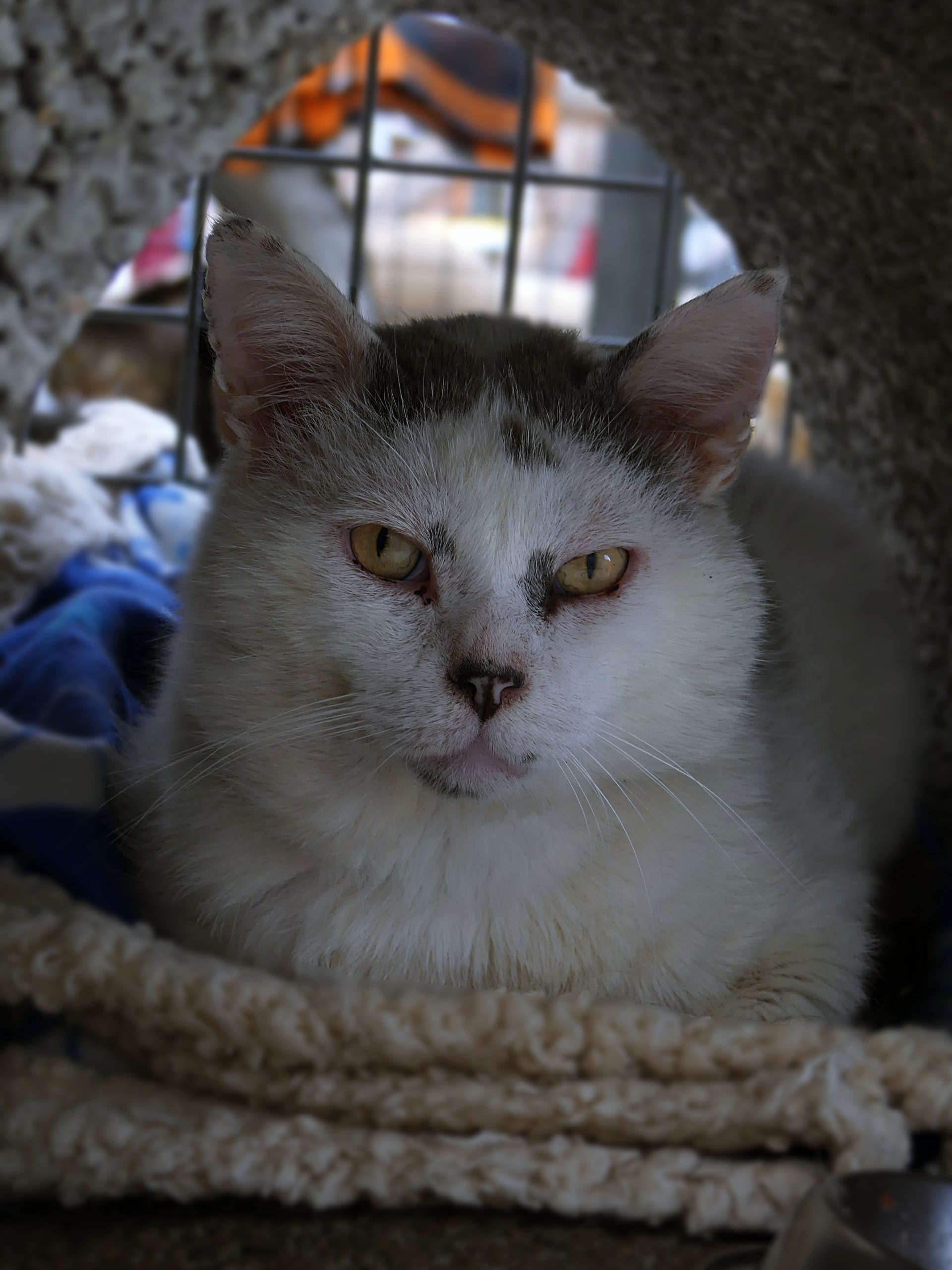 !SOS FIV+! Ralph – Mâle, né le 01/05/2020