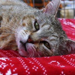 !SOS FIV+! Onyx – Mâle, né le 01/07/2022
