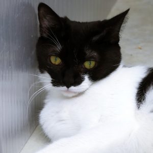 Séléné – Femelle, née le 01/01/23 – Adoption duo avec Hécate