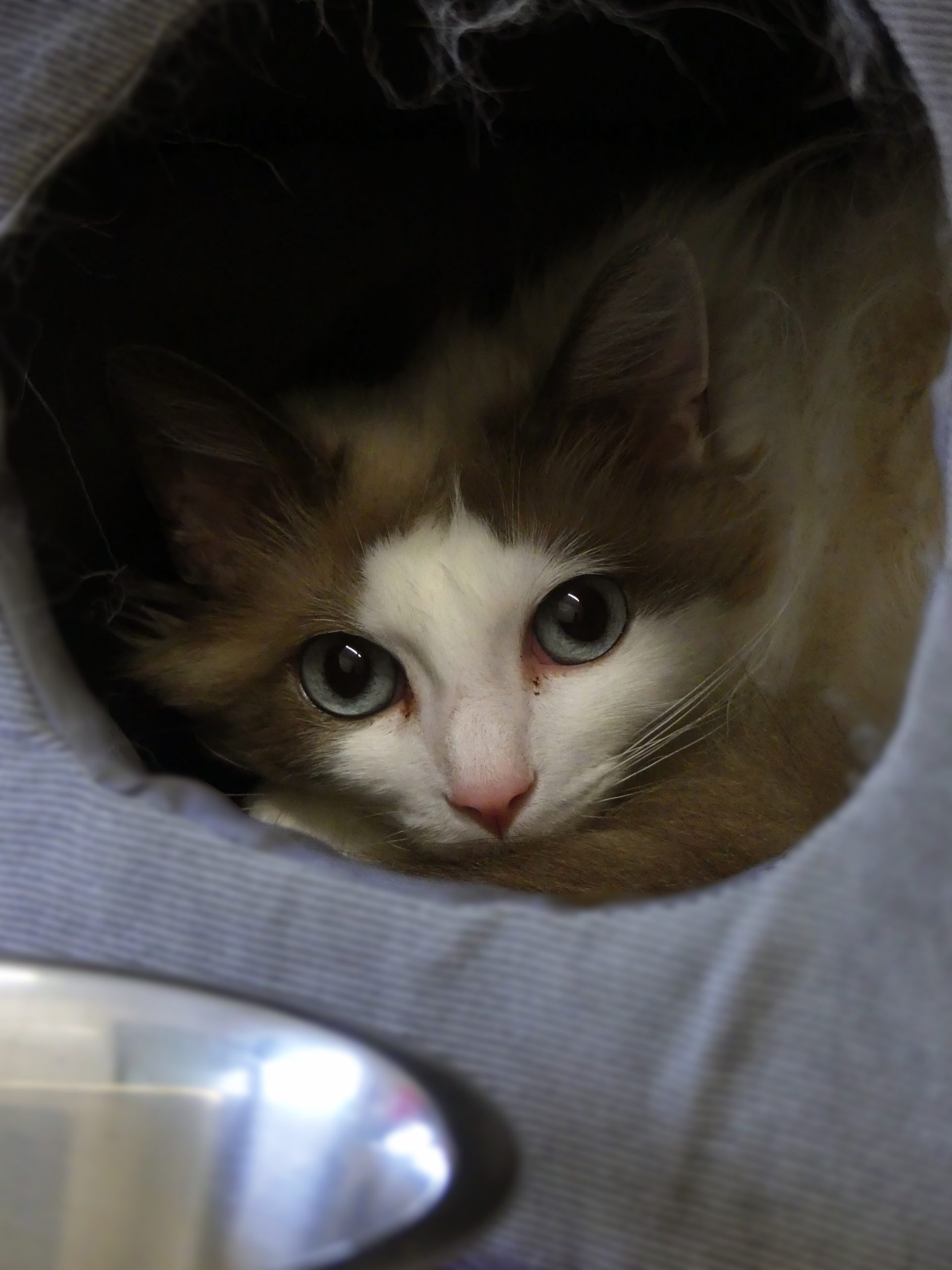 Nezuko – Femelle, née le 01/06/21 – Adoption duo avec Tanjiro