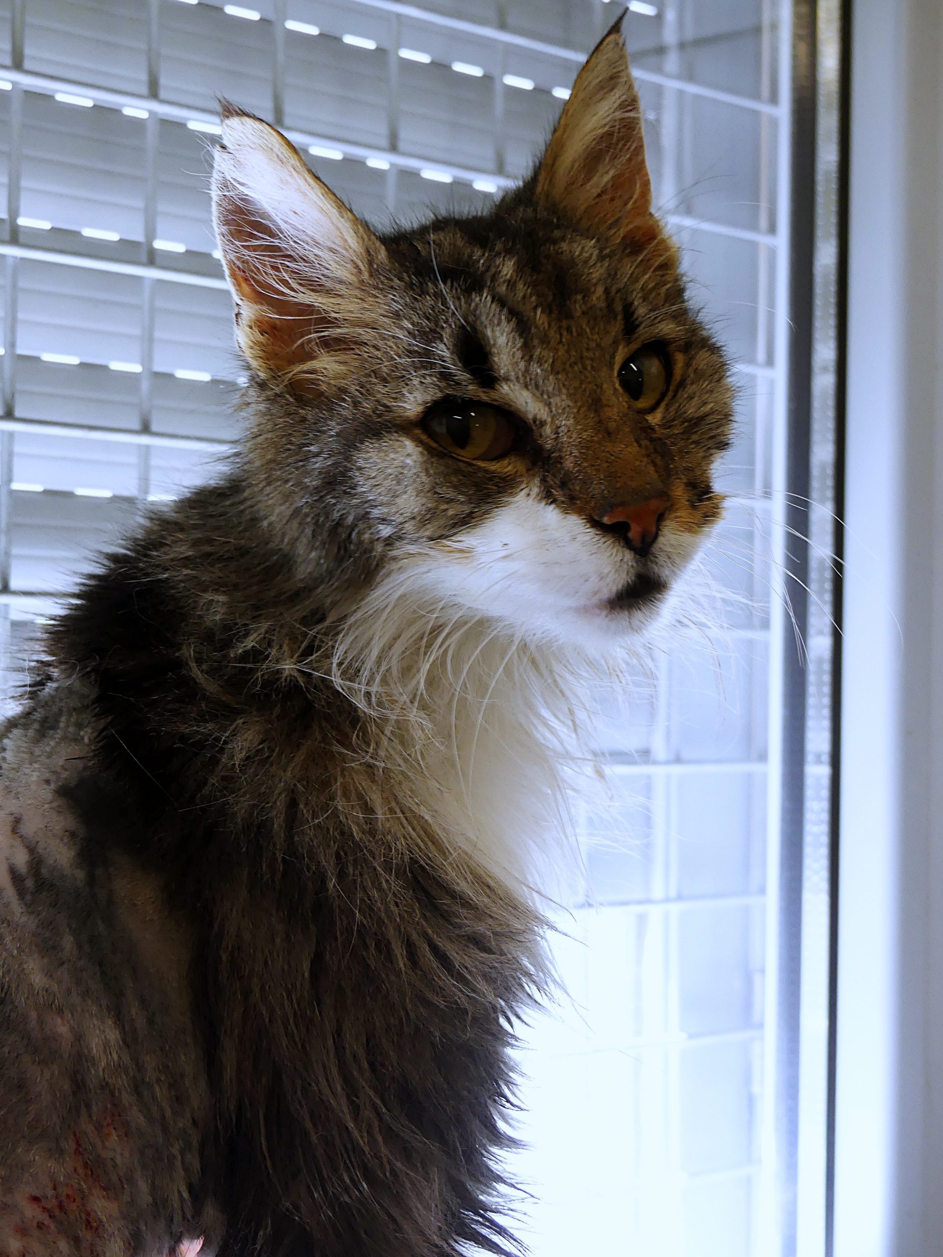 !SOS Sénior, hyperthyroïde, souffle cardiaque! Sean – Mâle, 14 ans