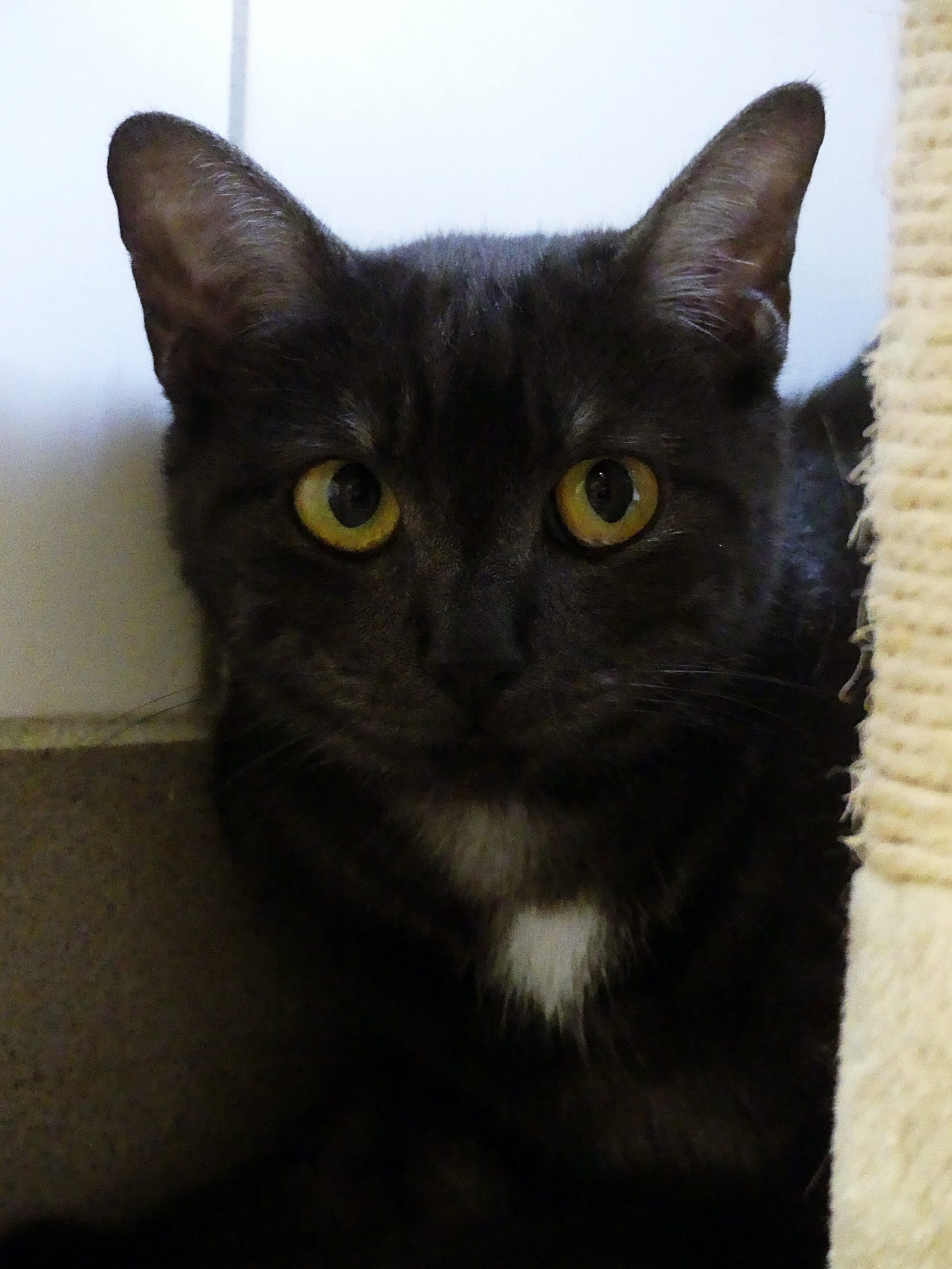 Freya – Femelle, née le 01/07/2025
