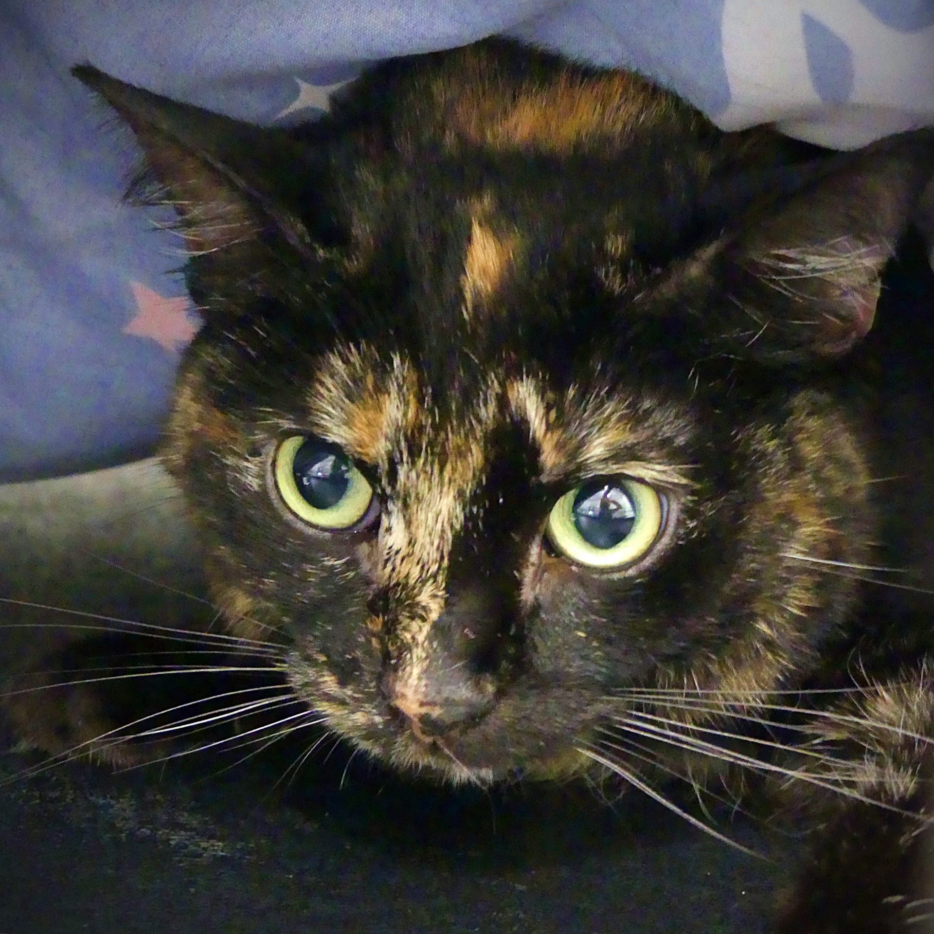 Nébule – Femelle, née le 1/1/2020 – Adoption avec Rosée