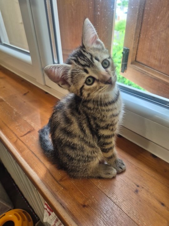 Pépite