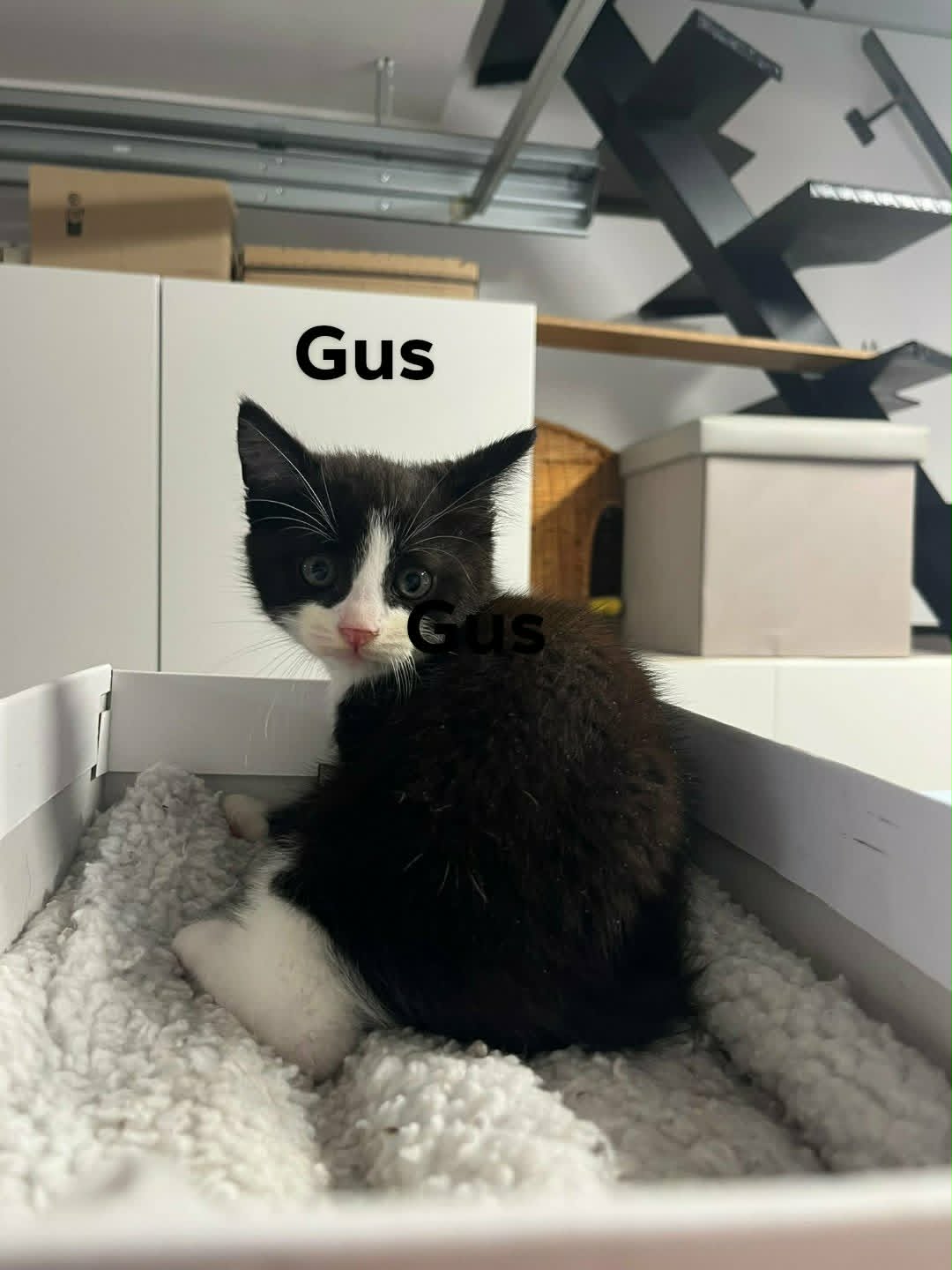 Gus