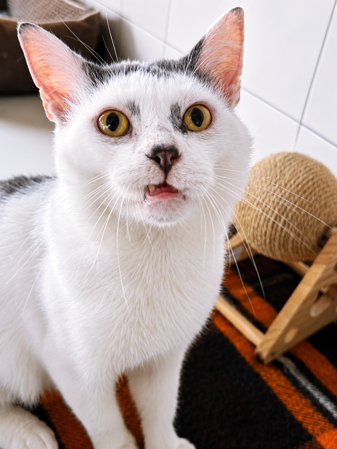 !SOS FIV+! Ralph – Mâle, né le 01/05/2020