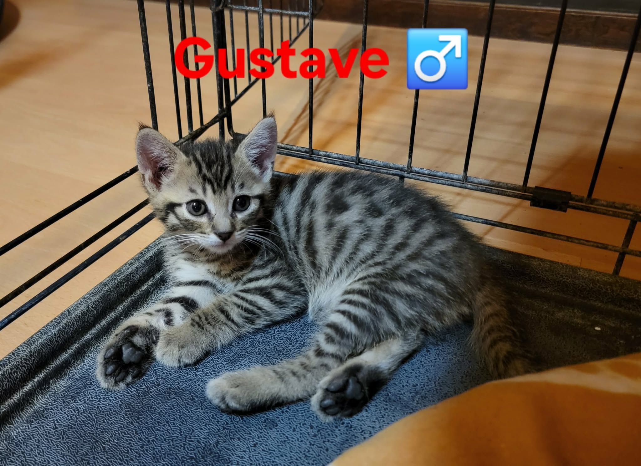 Gustave