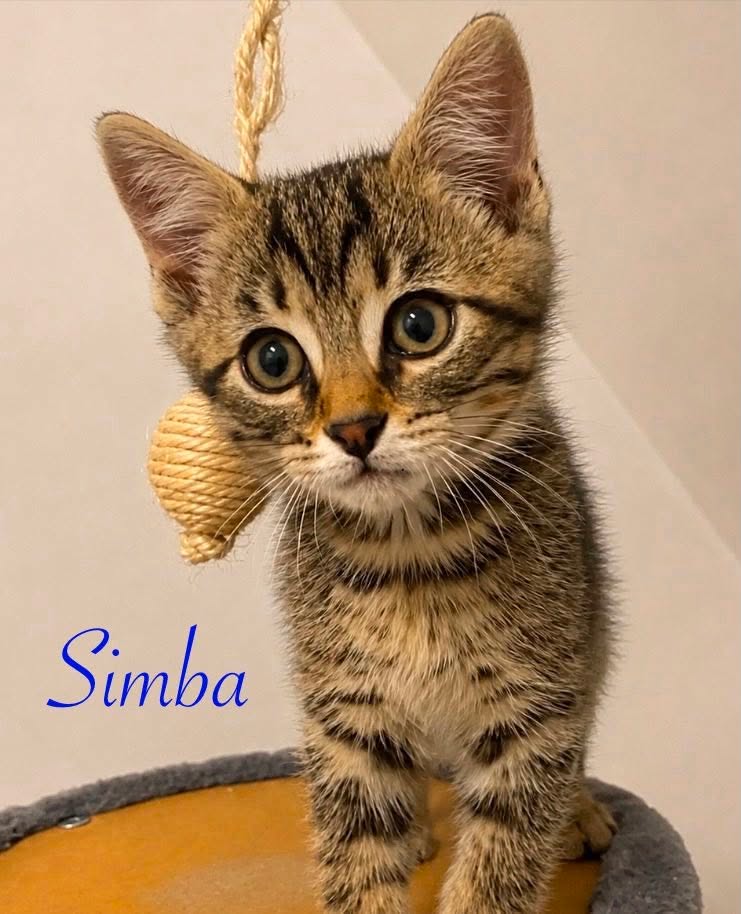 Simba