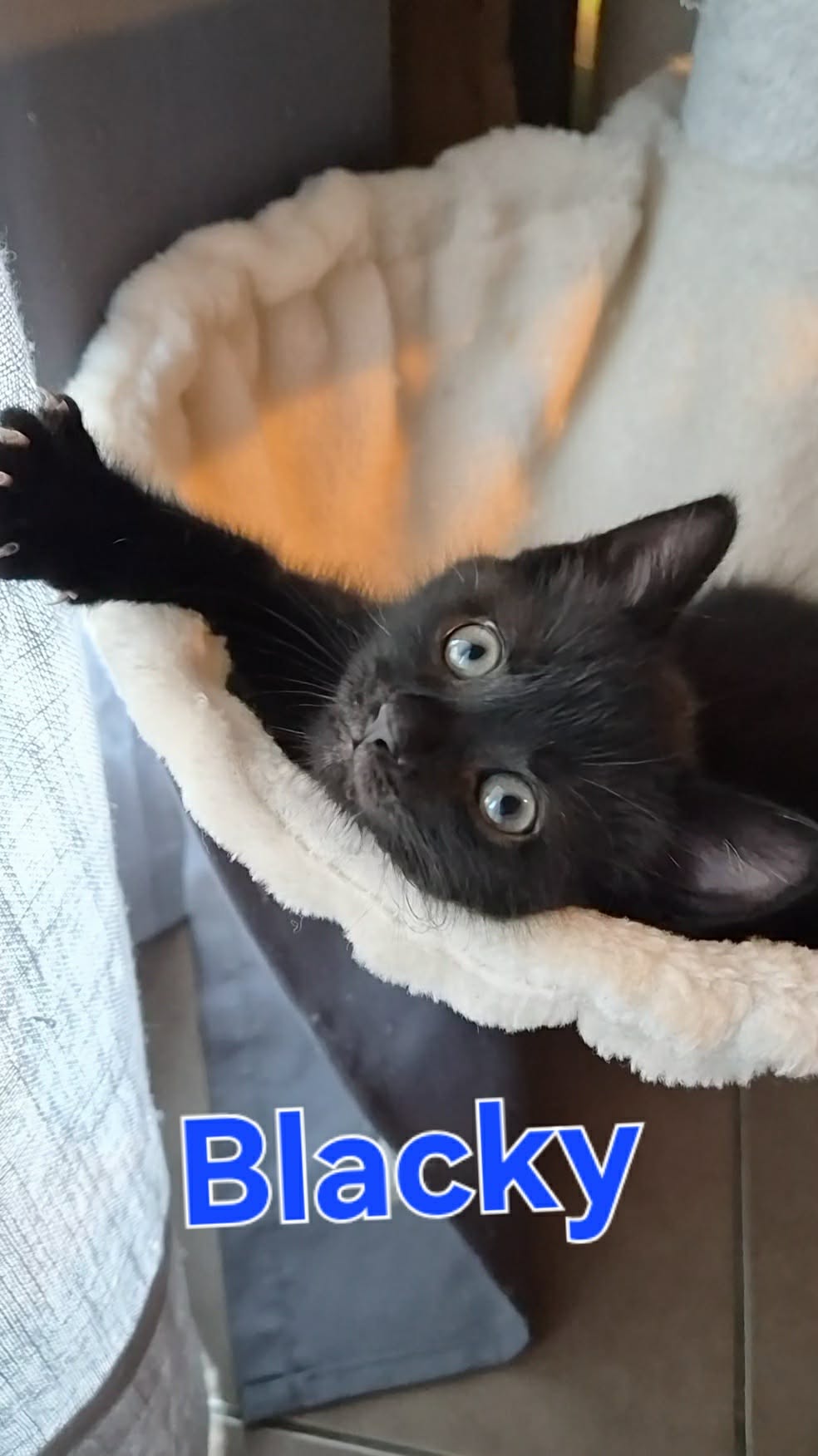 Blacky