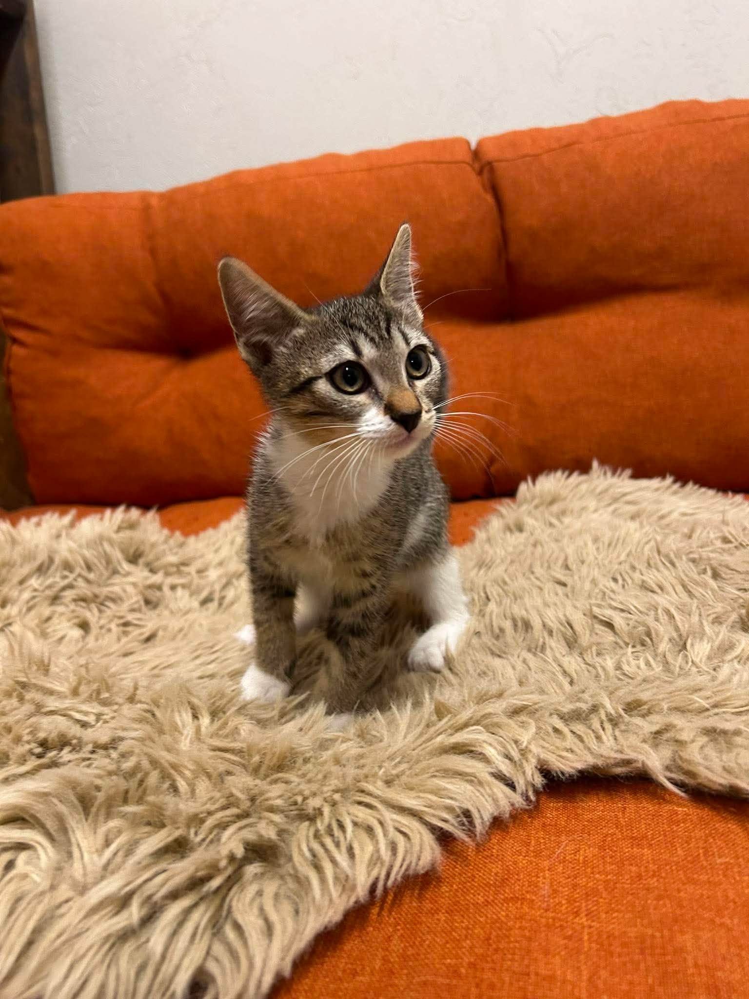 Laxie