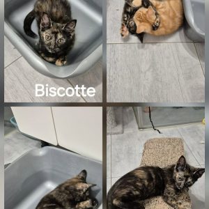 Biscotte