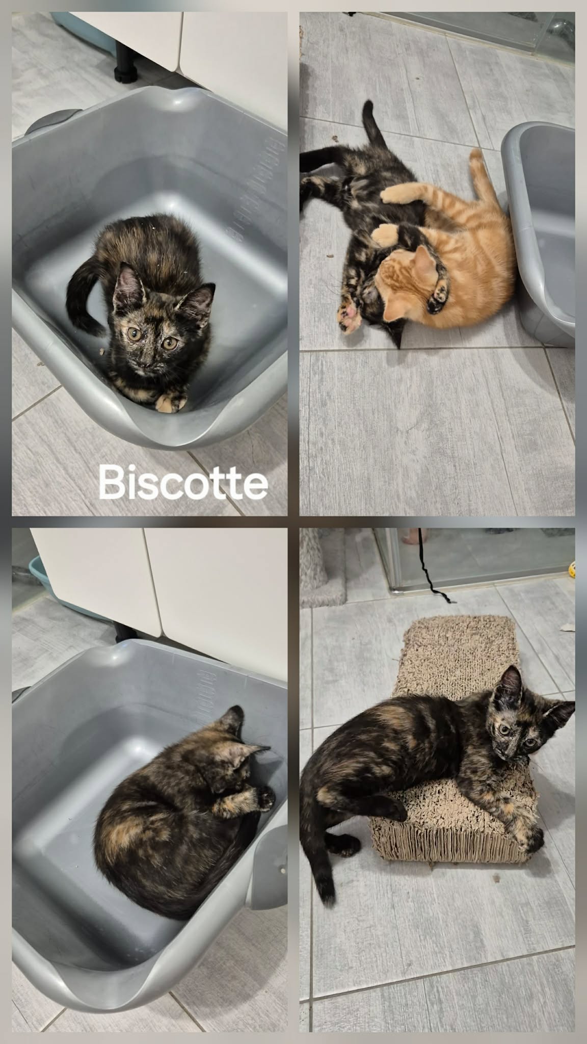 Biscotte