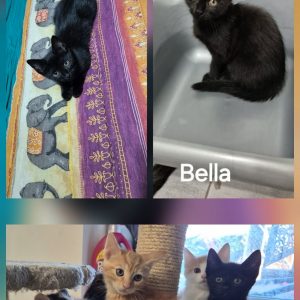 Bella