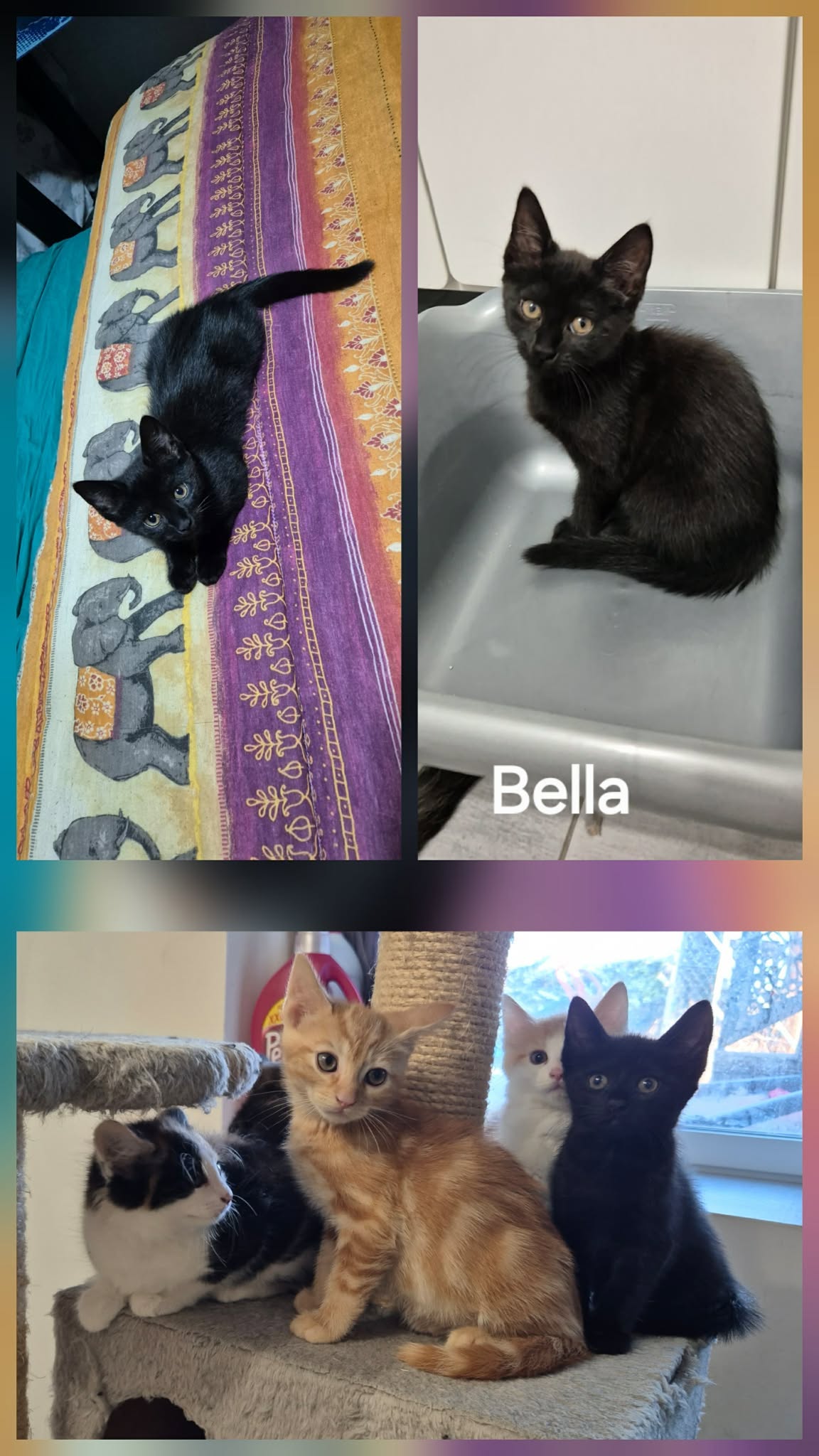 Bella