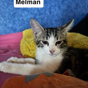 Melman