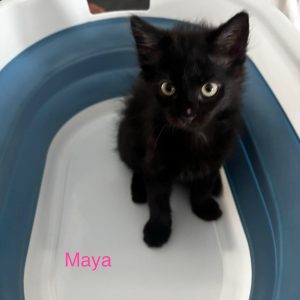 Maya