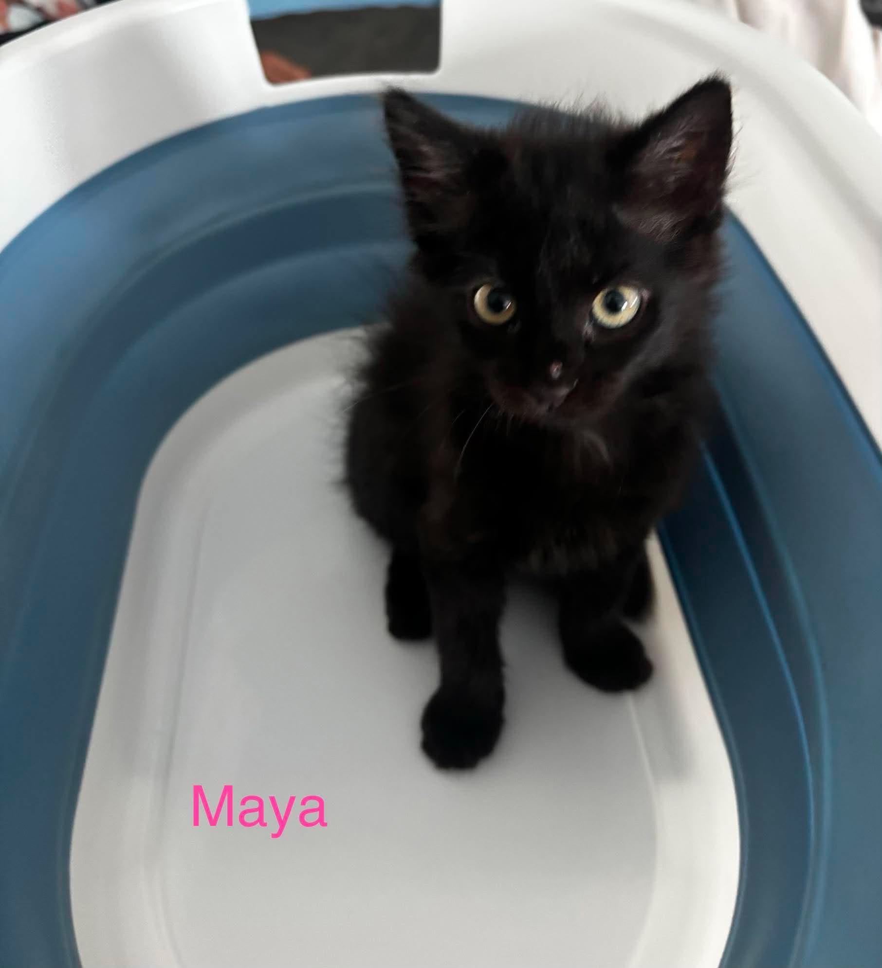 Maya