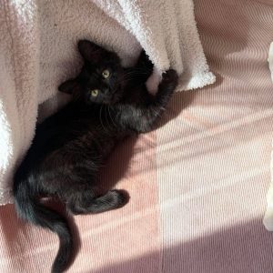 Milo