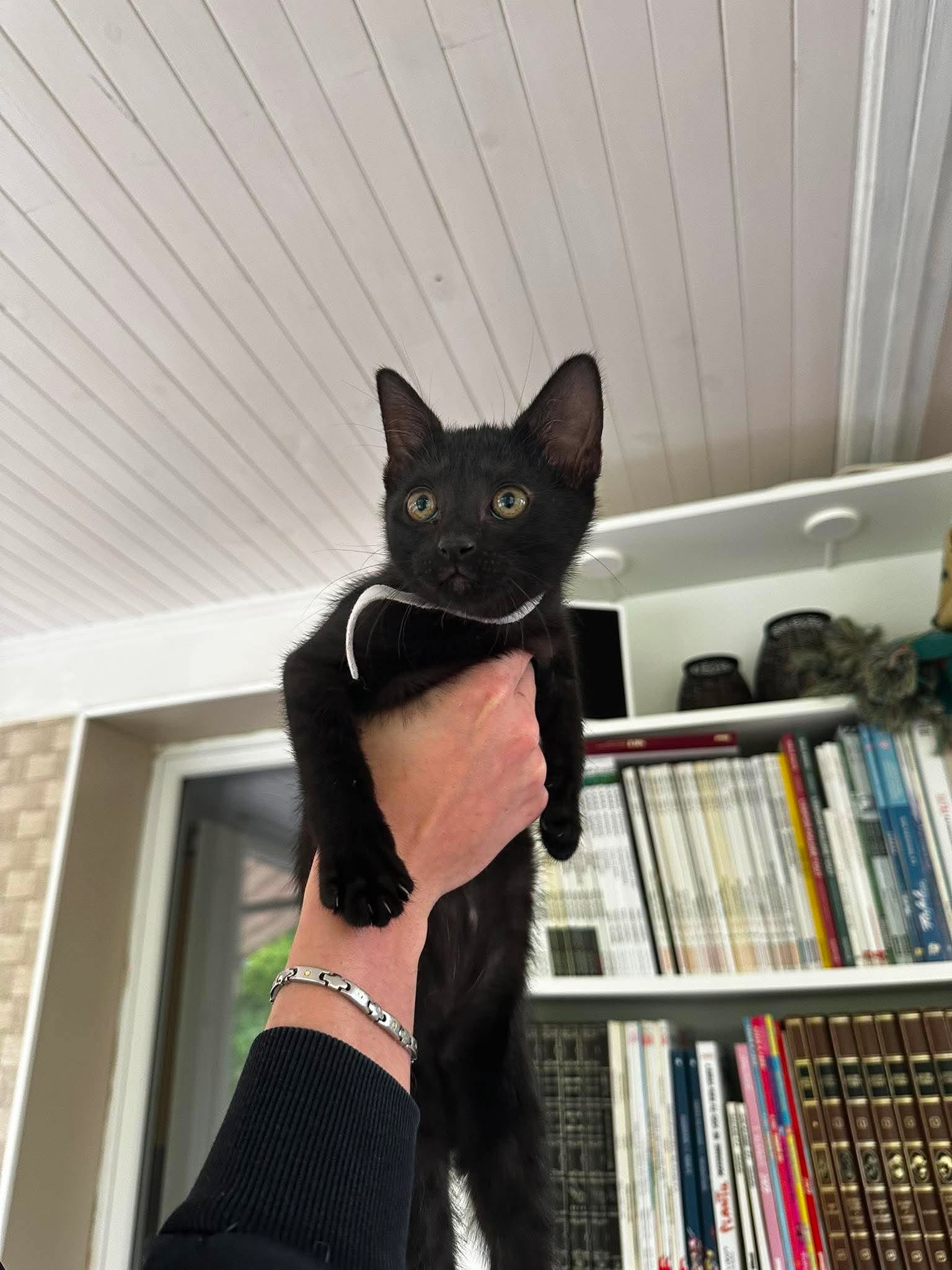 Mimi