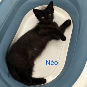 Néo