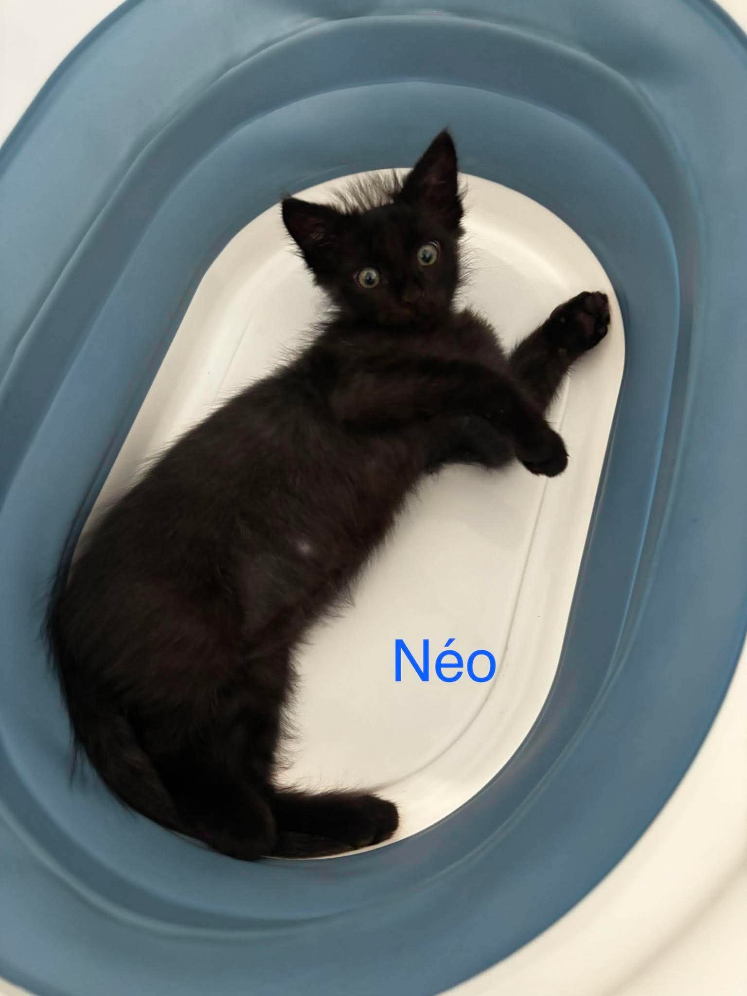 Néo