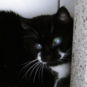 !SOS Insuffisance rénale+sénior+aveugle! Tirésias – 12 ans