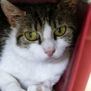 Ysera – Femelle, née le 01/02/24