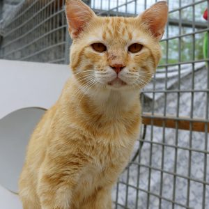 !SOS FIV+!Filou – Mâle, né le 01/07/22