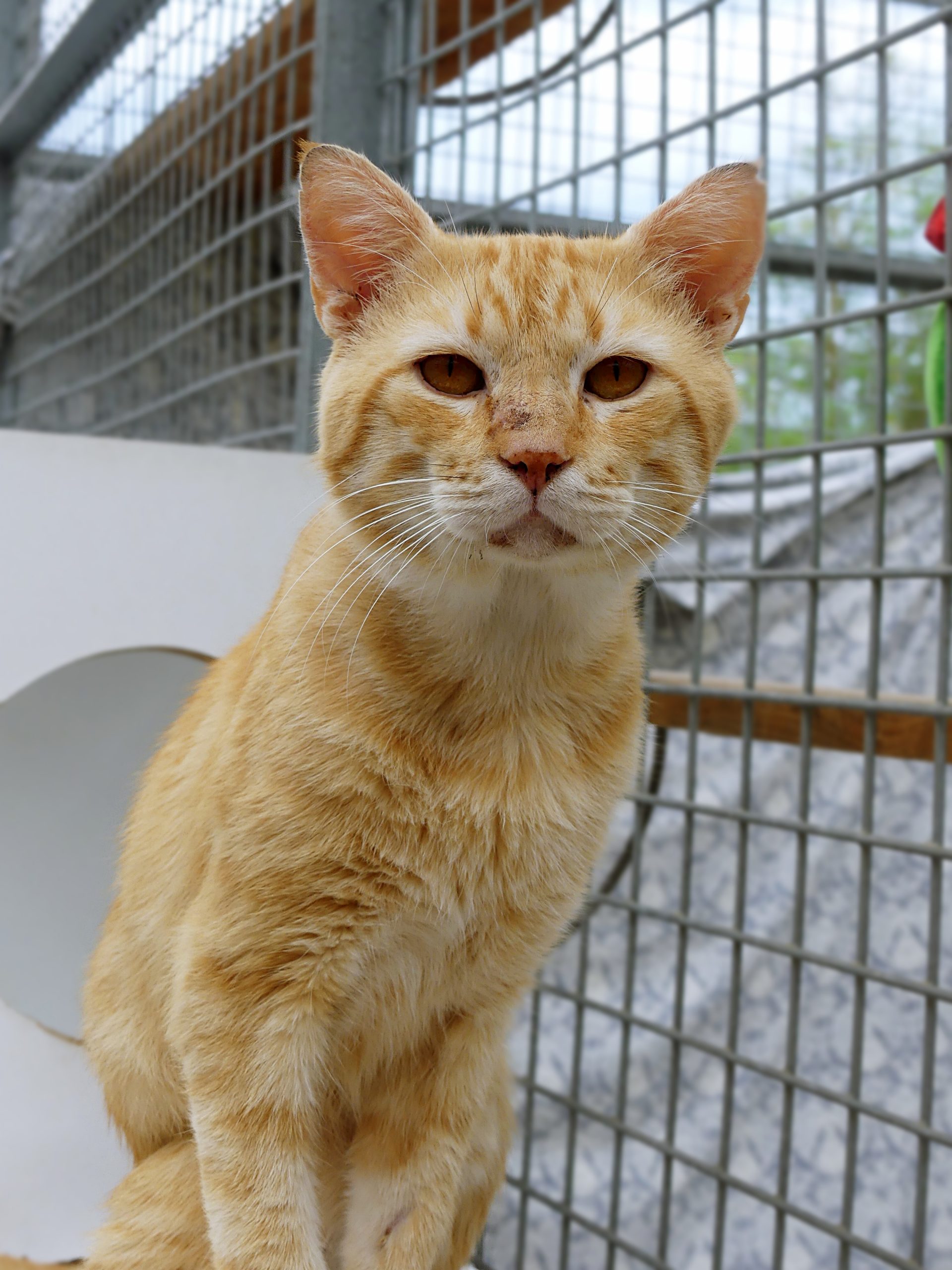 !SOS FIV+!Filou – Mâle, né le 01/07/22