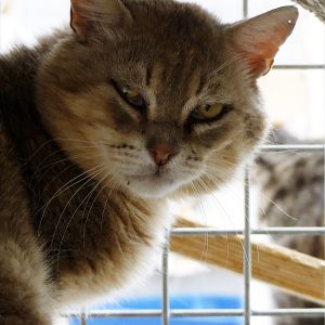 !SOS FIV+!Magnus – Mâle, né le 01/06/22